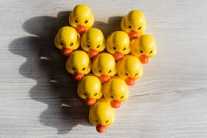 animals-1868303_1280